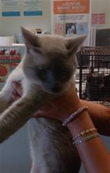 Shelter Stray Male Cat last seen , 1850 W 60th St, Los Angeles, CA 90047, USA