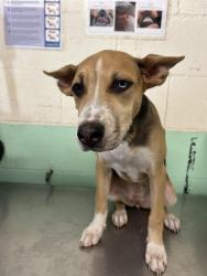 Shelter Stray Female Dog last seen RALEY BLVD & MAIN AVE, 2127 Front St, Sacramento, CA 95818, USA