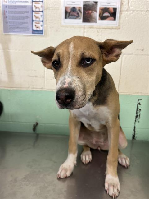 Shelter Stray Female Dog last seen RALEY BLVD & MAIN AVE, 2127 Front St, Sacramento, CA 95818, USA