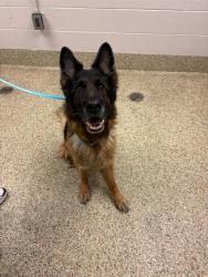 Shelter Stray Female Dog last seen Near BLOCK CHANCELLOR DR, COLORADO SPRINGS CO 80920, 610 Abbot Ln, Colorado Springs, CO 80905, USA