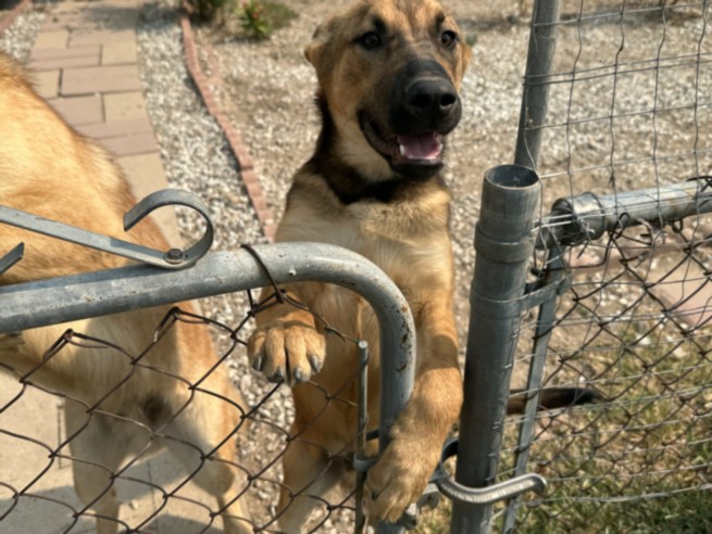 Shelter Stray Male Dog last seen CITRUS X PERRIS, 227 N D St, Perris, CA 92570, USA