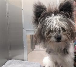 Shelter Stray Male Dog last seen Near BLOCK W BAYAUD AVE, DENVER CO 80223, 1241 W Bayaud Ave, Denver, CO 80223, USA