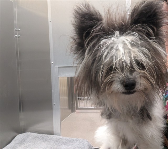 Shelter Stray Male Dog last seen Near BLOCK W BAYAUD AVE, DENVER CO 80223, 1241 W Bayaud Ave, Denver, CO 80223, USA