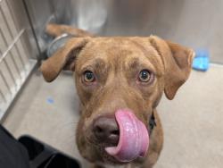 Shelter Stray Male Dog last seen STRASBURG, COLORADO, 1241 W Bayaud Ave, Denver, CO 80223, USA