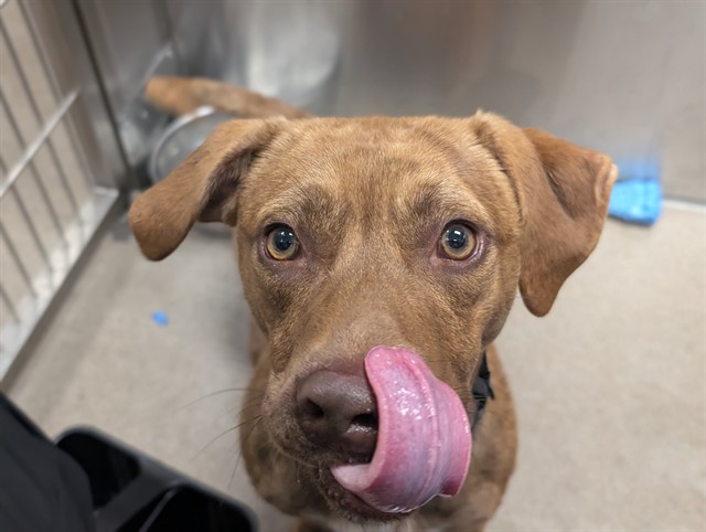 Shelter Stray Male Dog last seen STRASBURG, COLORADO, 1241 W Bayaud Ave, Denver, CO 80223, USA