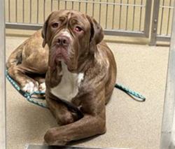 Shelter Stray Female Dog last seen Near BLOCK W BAYAUD AVE, DENVER CO 80223, 1241 W Bayaud Ave, Denver, CO 80223, USA