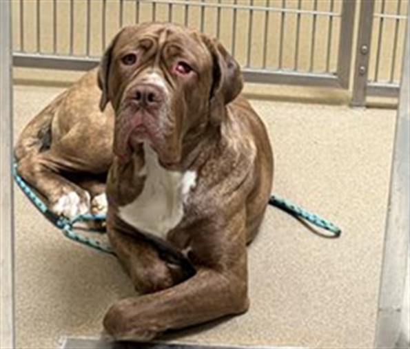 Shelter Stray Female Dog last seen Near BLOCK W BAYAUD AVE, DENVER CO 80223, 1241 W Bayaud Ave, Denver, CO 80223, USA