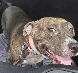 Shelter Stray Female Dog last seen Near BLOCK NW 4 AV, HALLANDALE FL 33009, 2400 SW 42nd St, Fort Lauderdale, FL 33312, USA