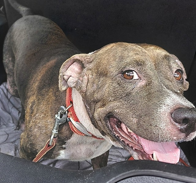 Shelter Stray Female Dog last seen Near BLOCK NW 4 AV, HALLANDALE FL 33009, 2400 SW 42nd St, Fort Lauderdale, FL 33312, USA