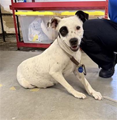 Shelter Stray Female Dog last seen , 600 Aviation Dr, Camarillo, CA 93010, USA