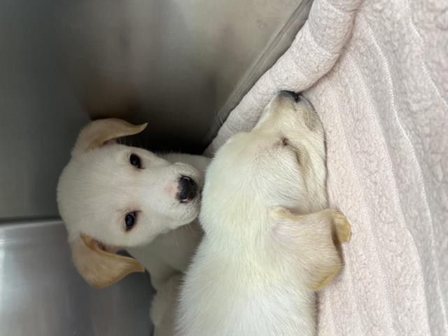 Shelter Stray Unknown Dog last seen HORSESHOE BAR, 11232 B Ave, Auburn, CA 95603, USA