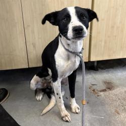 Shelter Stray Male Dog last seen , 600 Aviation Dr, Camarillo, CA 93010, USA