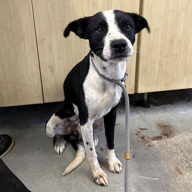 Shelter Stray Male Dog last seen , 600 Aviation Dr, Camarillo, CA 93010, USA