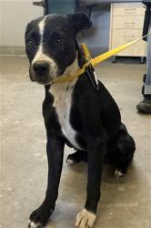 Shelter Stray Female Dog last seen , 600 Aviation Dr, Camarillo, CA 93010, USA