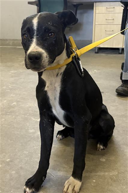 Shelter Stray Female Dog last seen , 600 Aviation Dr, Camarillo, CA 93010, USA