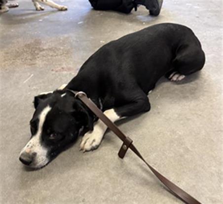 Shelter Stray Male Dog last seen , 600 Aviation Dr, Camarillo, CA 93010, USA