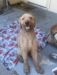 Found/Stray Male Dog last seen Medway, Spring, TX 77386