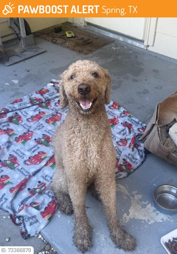 Found/Stray Male Dog last seen Medway, Spring, TX 77386