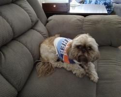 Reunited Female Dog last seen Emerson & Hanford, Yucca Valley, CA 92284