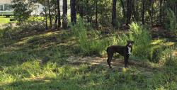 Found/Stray Male Dog last seen Waterfall terrace, Citrus Springs, FL 34434