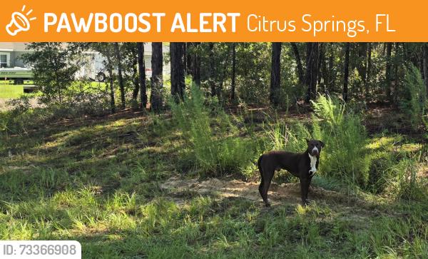 Found/Stray Male Dog last seen Waterfall terrace, Citrus Springs, FL 34434