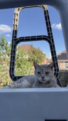 Lost Female Cat last seen Backyard, Rockwall, TX 75032