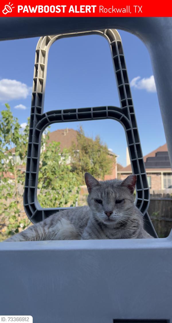 Lost Female Cat last seen Backyard, Rockwall, TX 75032