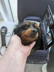 Shelter Stray Male Dog last seen Near Station Way Dr, North District, TX, 355 Hillshire Dr, Haslet, TX 76052, USA