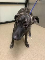 Shelter Stray Female Dog last seen Near w Seminary Dr, South District, TX, 355 Hillshire Dr, Haslet, TX 76052, USA