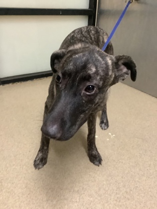Shelter Stray Female Dog last seen Near w Seminary Dr, South District, TX, 355 Hillshire Dr, Haslet, TX 76052, USA