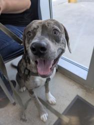 Shelter Stray Male Dog last seen Near Edenberry Ln, North District, TX, 355 Hillshire Dr, Haslet, TX 76052, USA
