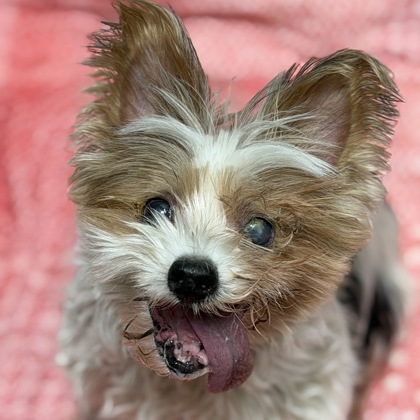 Shelter Stray Female Dog last seen Near Florin Perkins Rd, City of Sacramento, CA, 6201 Florin Perkins Rd, Sacramento, CA 95828, USA