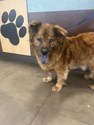Shelter Stray Male Dog last seen Near Gross Rd, 75149, TX, 1650 Gross Rd, Mesquite, TX 75149, USA