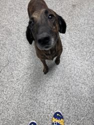 Shelter Stray Female Dog last seen Blades Rd / Godette School Rd, Havelock,, 1639 Old Airport Rd, New Bern, NC 28562, USA