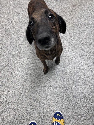 Shelter Stray Female Dog last seen Blades Rd / Godette School Rd, Havelock,, 1639 Old Airport Rd, New Bern, NC 28562, USA
