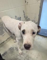 Shelter Stray Male Dog last seen Crockett St, Caddo Parish, LA, 1500 Monty St, Shreveport, LA 71107, USA