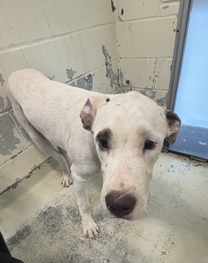 Shelter Stray Male Dog last seen Crockett St, Caddo Parish, LA, 1500 Monty St, Shreveport, LA 71107, USA