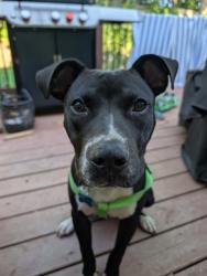Shelter Stray Male Dog last seen Near Fields Dr Lithonia, 30038, 30038, GA, 3280 Chamblee Dunwoody Rd, Chamblee, GA 30341, USA