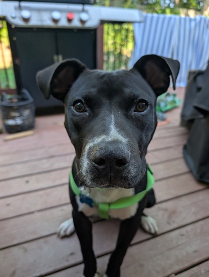 Shelter Stray Male Dog last seen Near Fields Dr Lithonia, 30038, 30038, GA, 3280 Chamblee Dunwoody Rd, Chamblee, GA 30341, USA