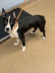 Shelter Stray Female Dog last seen Near Orchard Park Dr, Stone Mountain, GA 30083, 30083, GA, 3280 Chamblee Dunwoody Rd, Chamblee, GA 30341, USA