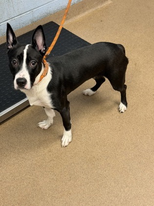 Shelter Stray Female Dog last seen Near Orchard Park Dr, Stone Mountain, GA 30083, 30083, GA, 3280 Chamblee Dunwoody Rd, Chamblee, GA 30341, USA
