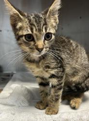 Shelter Stray Female Cat last seen Near Windfield Cir, 30084, GA, 3280 Chamblee Dunwoody Rd, Chamblee, GA 30341, USA