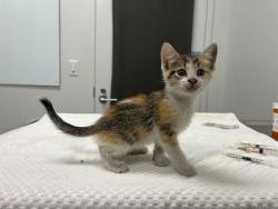 Shelter Stray Female Cat last seen Near Paseo, 64108, MO, 7077 Elmwood Ave, Kansas City, MO 64132, USA