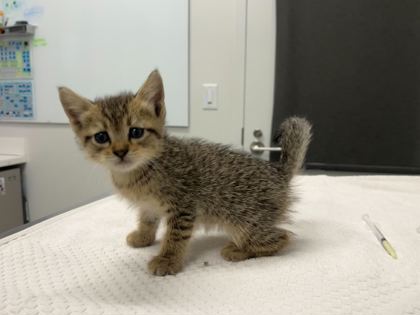 Shelter Stray Male Cat last seen Near Paseo, 64108, MO, 7077 Elmwood Ave, Kansas City, MO 64132, USA