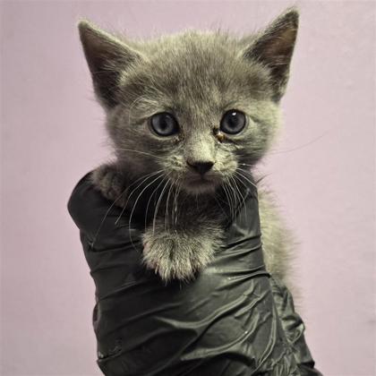 Shelter Stray Female Cat last seen Near Singing Quail, CITY of El Paso, TX, 5001 Fred Wilson Ave, El Paso, TX 79906, USA
