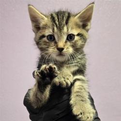 Shelter Stray Male Cat last seen Near Singing Quail, CITY of El Paso, TX, 5001 Fred Wilson Ave, El Paso, TX 79906, USA