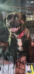 Lost Male Dog last seen 111th Avenue and Peoria Avenue, Youngtown, AZ 85363