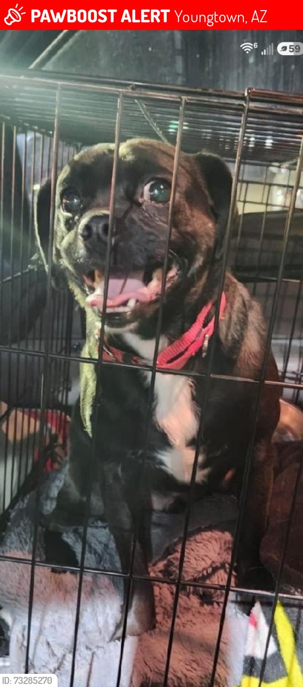 Lost Male Dog last seen 111th Avenue and Peoria Avenue, Youngtown, AZ 85363