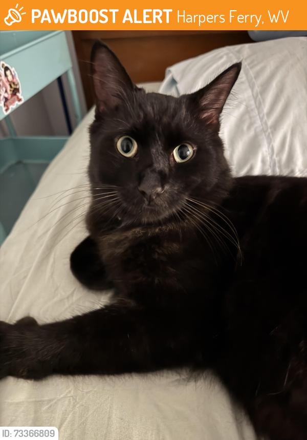Found/Stray Unknown Cat last seen Shenandoah River, Harpers Ferry, WV 25425