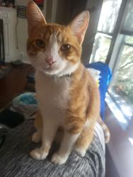 Lost Male Cat last seen near ut health hill country, Boerne, TX 78015